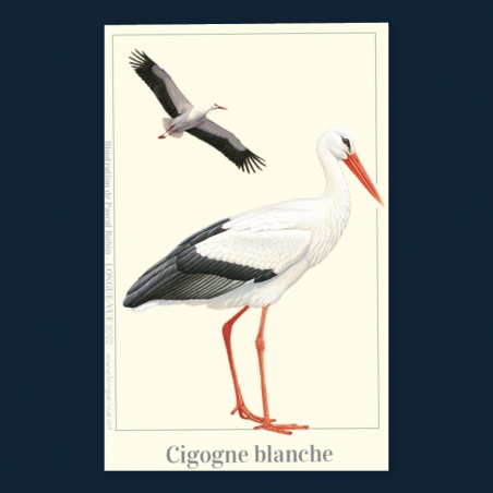 Cigogne blanche