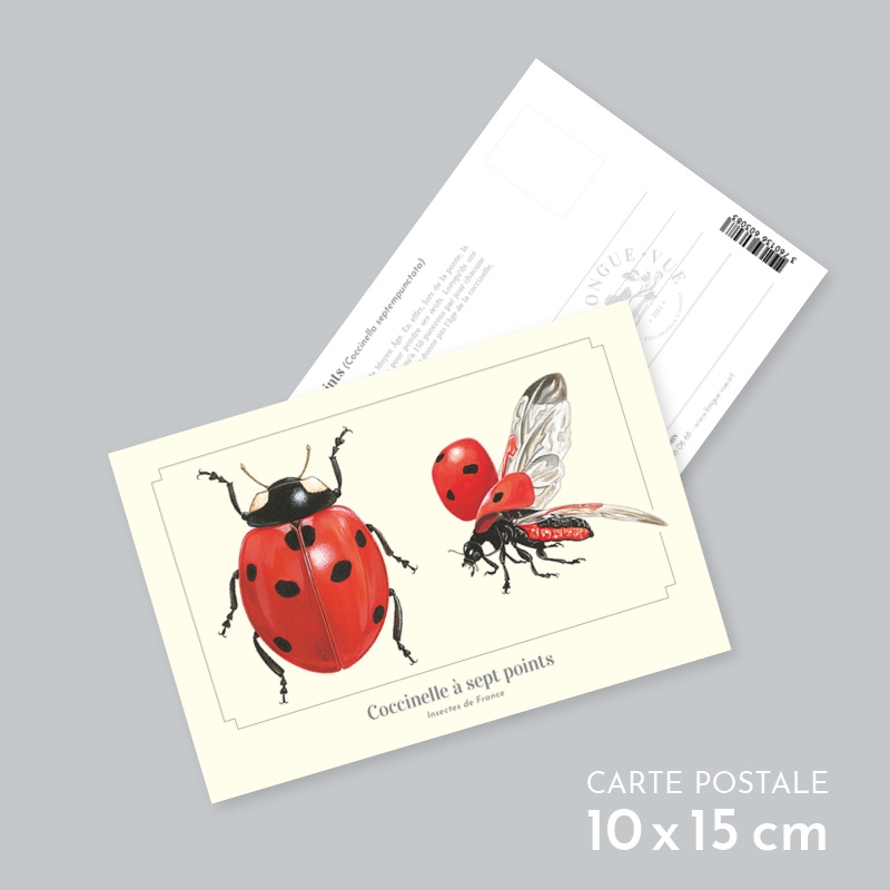 Coccinelle sept points