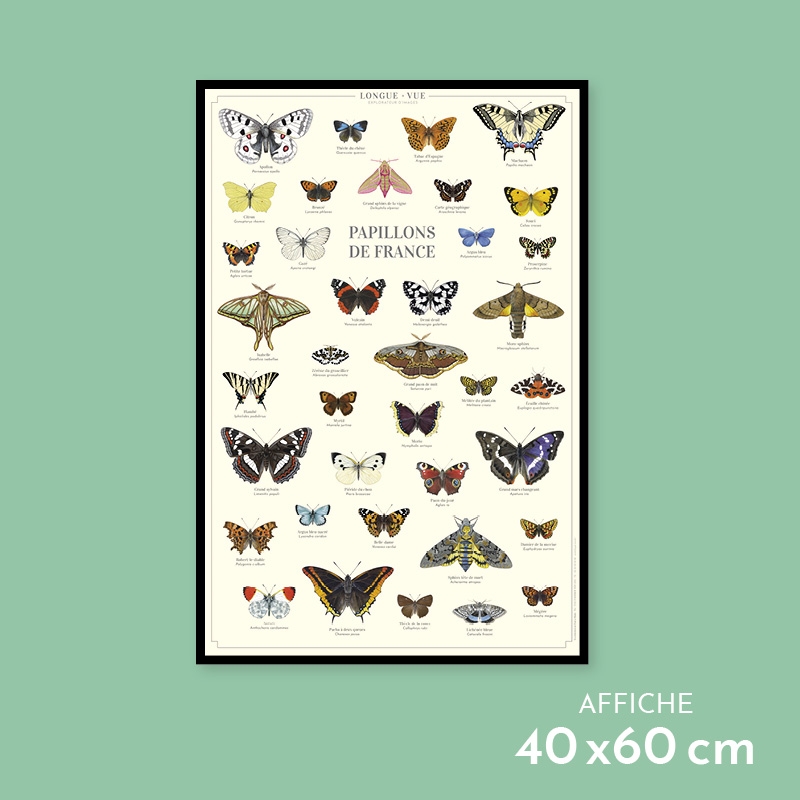 Sticker papillon apollon