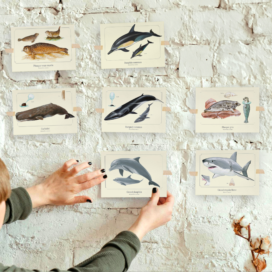 pêle-mêle illustrations mammifères marins